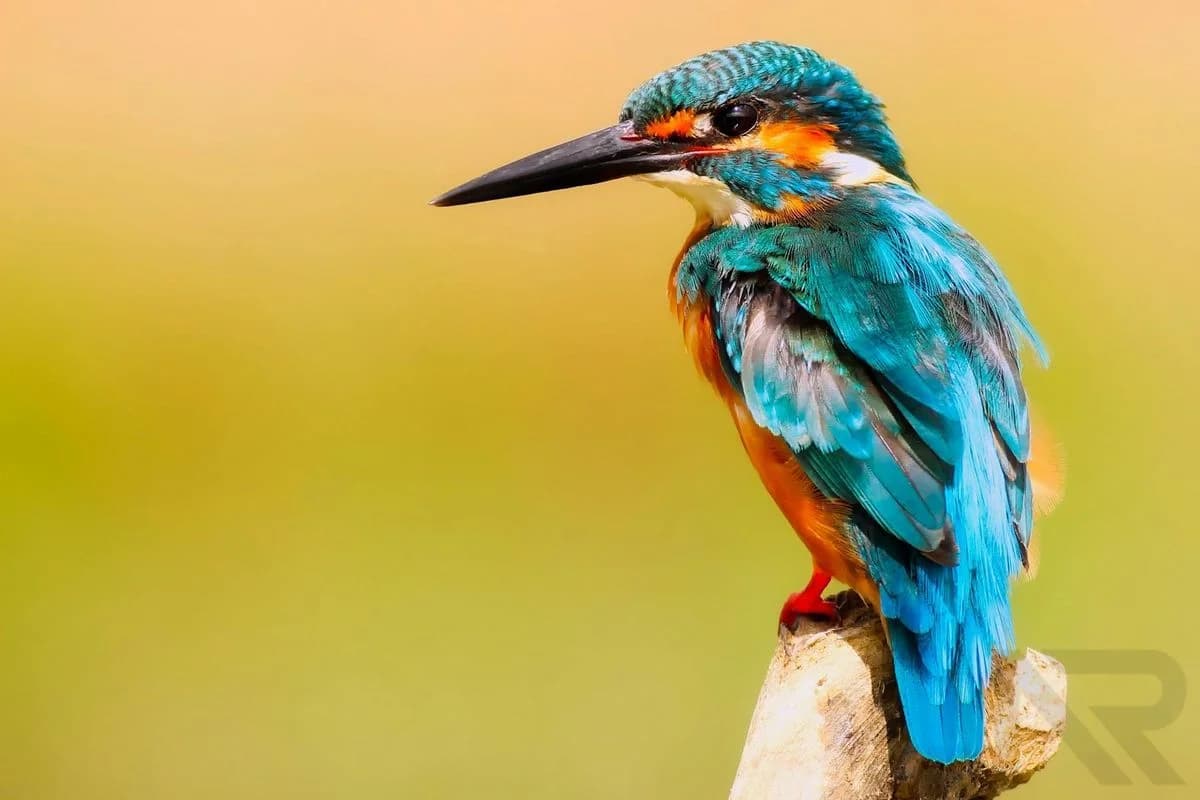 Wildlife Photography 4